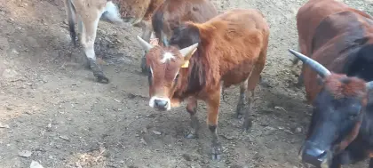 Zwerg-Zebu-Herdeauflösung