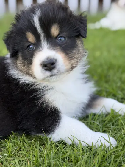 Australian Shepherd Welpen