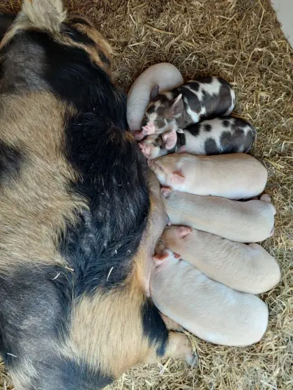 Kunekune Ferkel