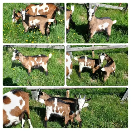 Bockkitze Tauernscheck