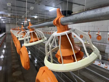 Geflügelaufstallung Masthuhn Bruderhähne