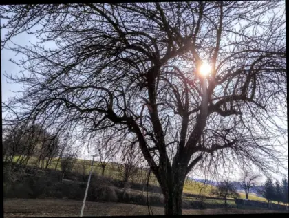 Standplatz für Bienenstöcke zu verpachten