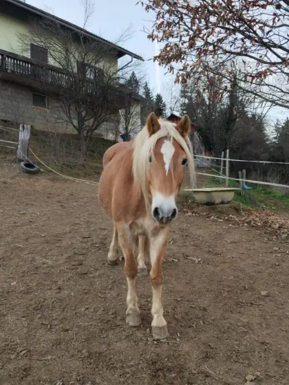 7-jährige Haflingerstute