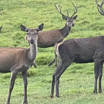 Wildgehege inkl. Wildbestand