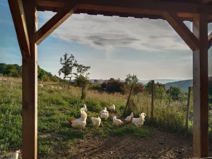 Legereife Junghennen Bresse Gauloise