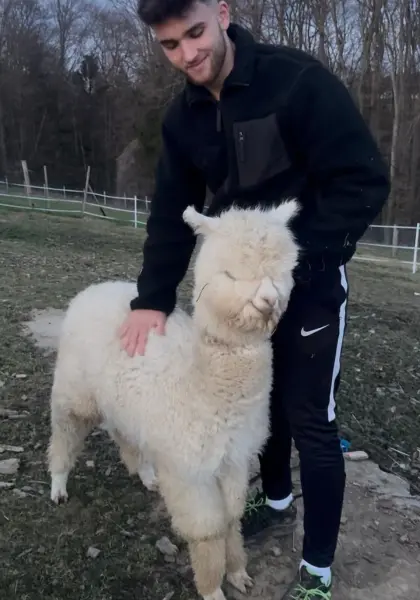 2 Alpaka Hengste 10 Monate ruhig menschengewöhnt Steiermark