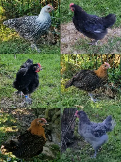 Junghähne, Silverudds Blå, Buntleger, Marans, Olivleger.