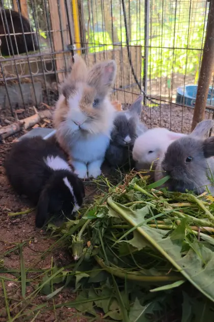 Minilops/Teddi Zwerghasen