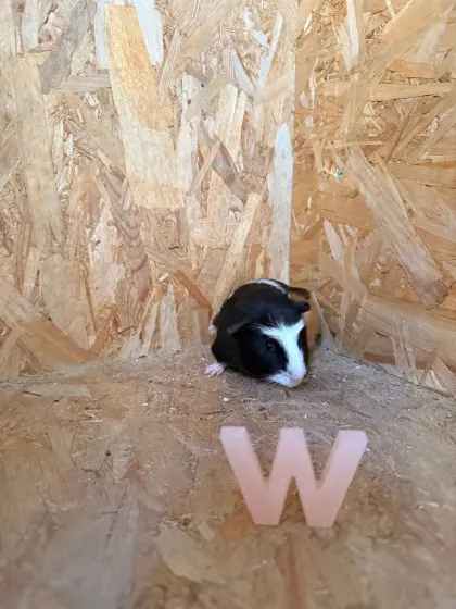 Süße Meerschweinchen