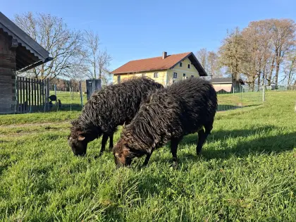 Weibliche Krainer Steinschafe