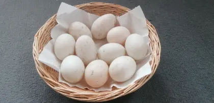 Aylesburyenten Bruteier