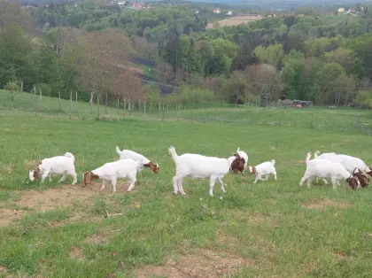 Burenziegenkitz für Liebhaber