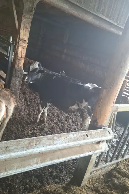 Jungkalbinnen/Belegfähige Holsteinkalbinnen