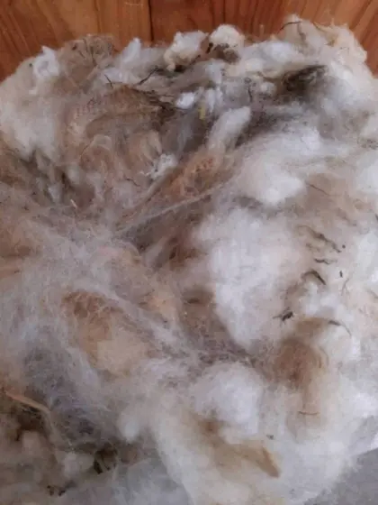 Schafwolle natur