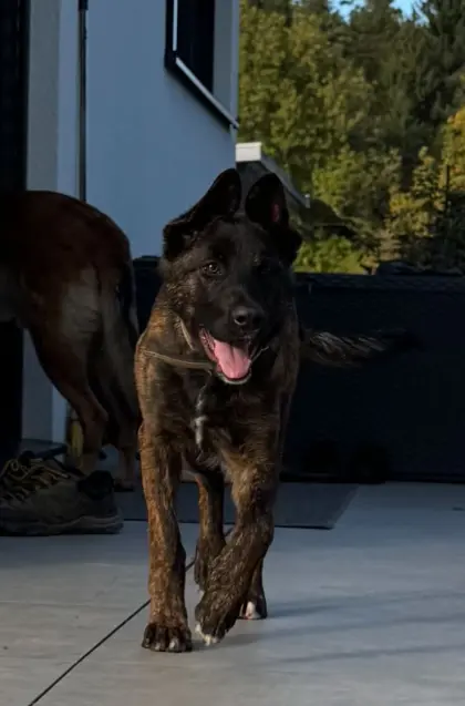 Malinois Hündin