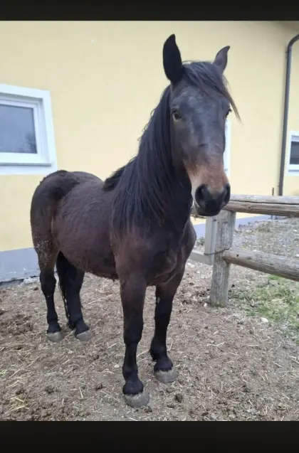 2-jährige Norikerstute