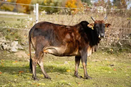 Zwergzebus-Mutterkuhherde mit bravem Stier
