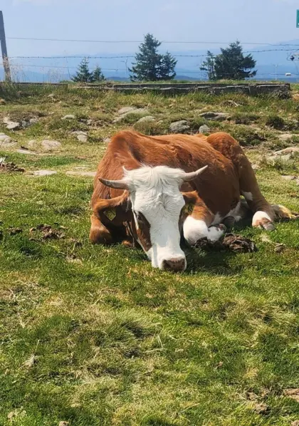 Suche Bauernhof für Stallarbeit