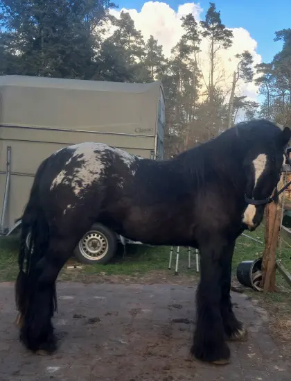 Sonderfarbe Irish Cob Stute
