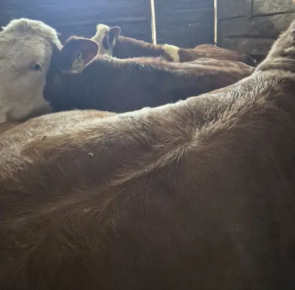 Weidekalbinnen Fleckvieh