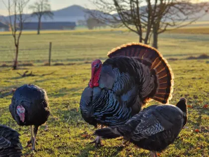 Bronzeputen Bruteier und Küken Truthahn und Pute