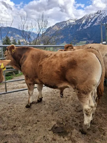 Bio Ochsen und Einsteller