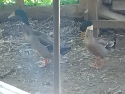 2 Laufentenerpel, 1 Moschusentenerpel