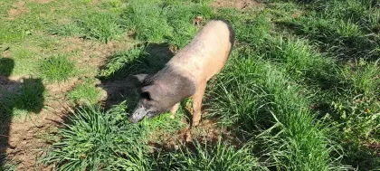 Schwäbisch Hällischer Jungeber