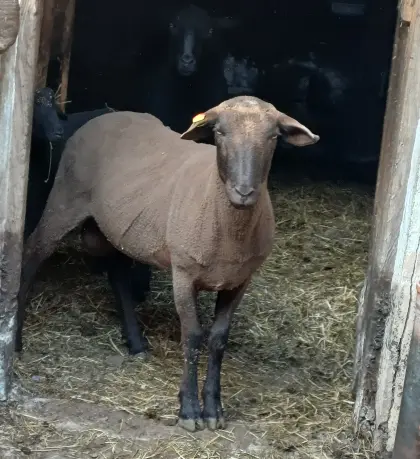 Jura Widder zu verkaufen