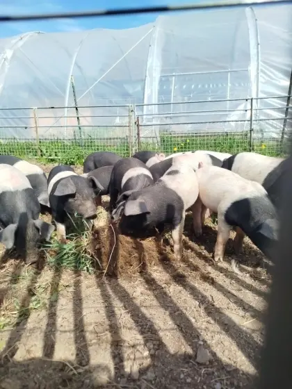 Bio Ferkel Schwäbisch-Hällisch x Duroc