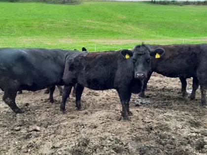 BIO Aberdeen Angus Kalbin tragend und Stier
