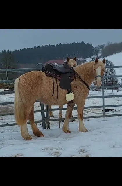Pflegebeteiligung, Reitbeteiligung gesucht