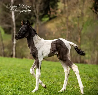 Wunderschönes Rappscheck-Fohlen