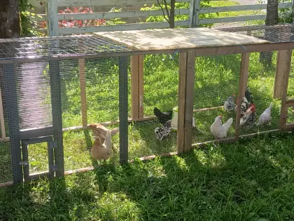 Serama-Zuchtstamm abzugeben