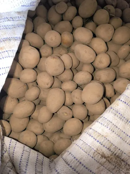 Erdäpfel Saatgut Belmonda und SHC 1010