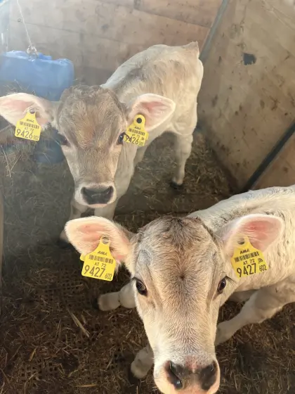 Bio Kälber Tiroler Grauvieh x Brown Swiss