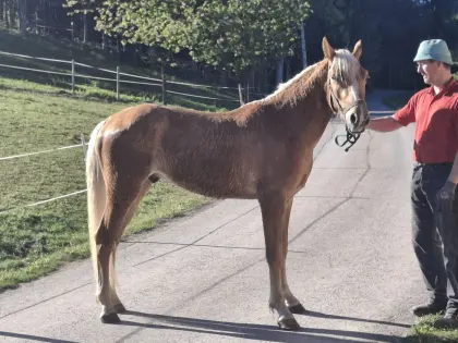 2-jähriger Haflinger Wallach zu verkaufen.