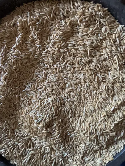 Qualitätshafer, Pferdehafer, Quetschhafer