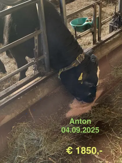 Bio Limousin Jung-Stiere