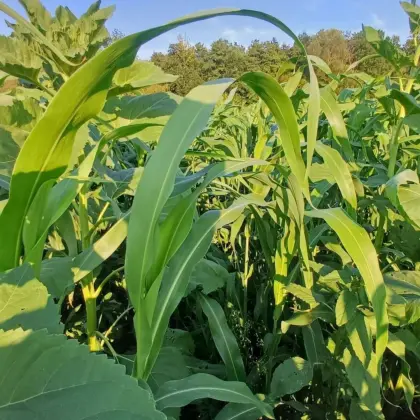 Suche Ackerland, Grünland und Wald zu pachten oder zu kaufen