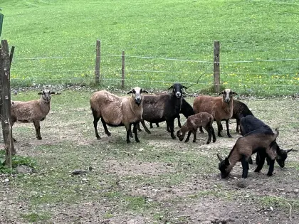 Kamerun Lämmer zu verkaufen