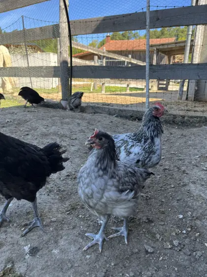 Bresse Gauloise Bleu und Mixe