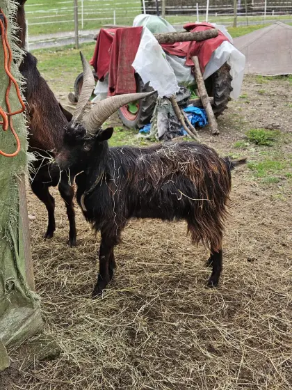 Aosta-Girgentana Mischling 1,5-jährig