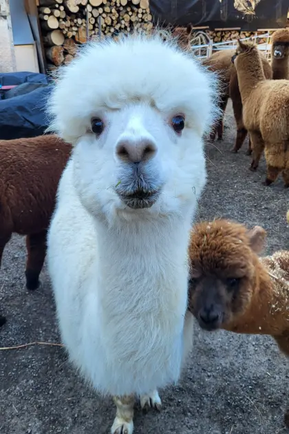 Alpakas zu verkaufen – liebevoll aufgezogen