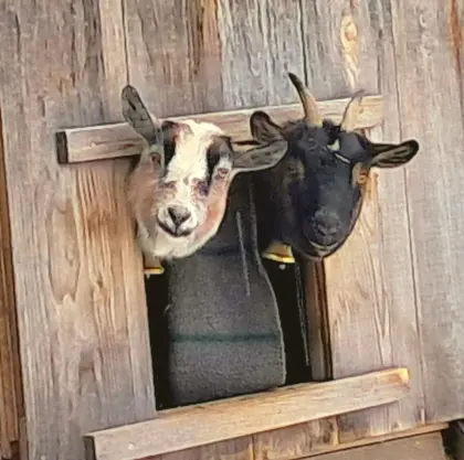 Zwergziegen zu verschenken