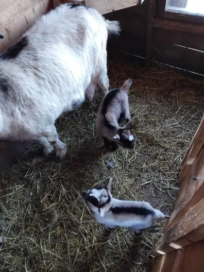 Ziege mit Zwillingen