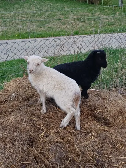 Ouessant, Bretonisches Zwergschaf, Minischaf