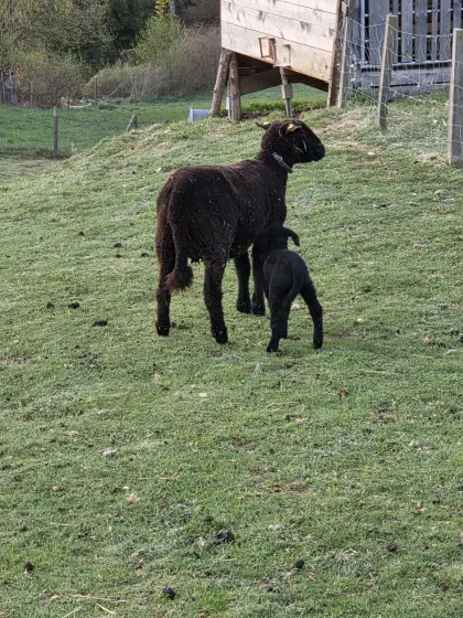 Jura-Schaf mit weiblichem Mix-Lamm