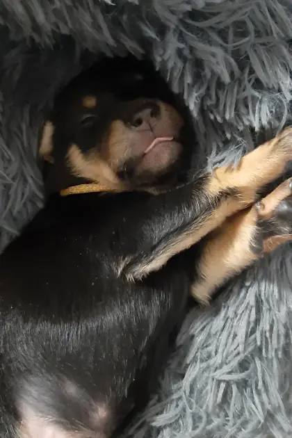 Working Kelpie Welpen