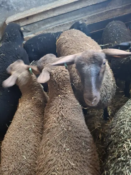 Juralämmer weiblich, männlich